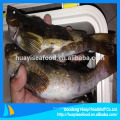 Greeling exportadores de pescado